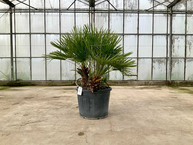 Palmboom meerstammig (chamaerops humilis) - afbeelding 1 van  1