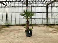 Palmboom meerstammig (chamaerops humilis) - afbeelding 1 van  1