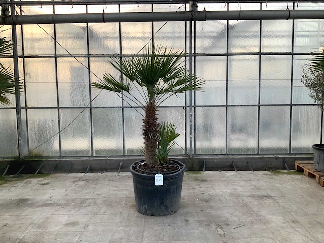 Palmboom meerstammig (chamaerops humilis) - afbeelding 1 van  1