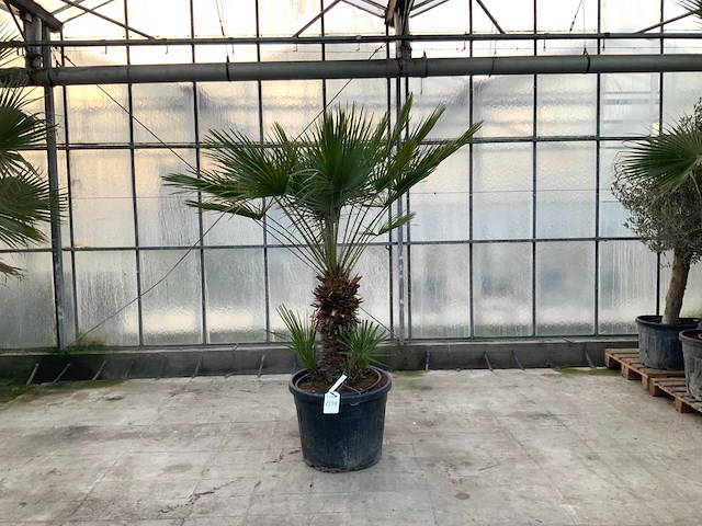 Palmboom meerstammig (chamaerops humilis) - afbeelding 1 van  1