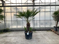 Palmboom meerstammig (chamaerops humilis) - afbeelding 1 van  1