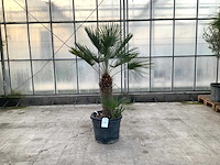 Palmboom meerstammig (chamaerops humilis) - afbeelding 1 van  1