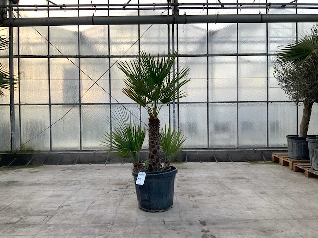 Palmboom meerstammig (chamaerops humilis) - afbeelding 1 van  1