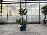 Palmboom meerstammig (chamaerops humilis) - afbeelding 1 van  1