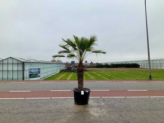 Palmboom meerstammig (chamaerops humilis) - afbeelding 1 van  1