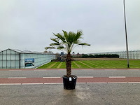Palmboom meerstammig (chamaerops humilis) - afbeelding 1 van  1