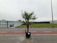 Palmboom meerstammig (chamaerops humilis) - afbeelding 1 van  1