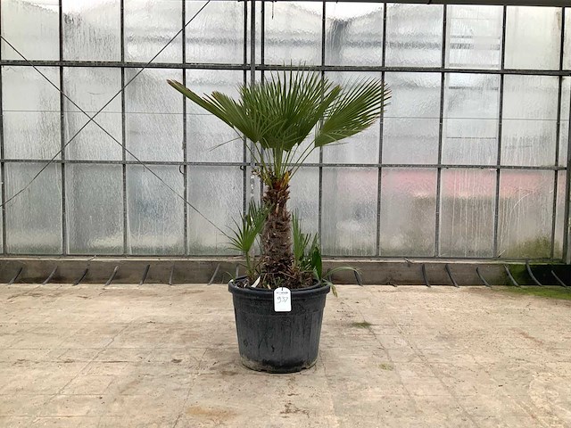 Palmboom meerstammig (chamaerops humilis) - afbeelding 1 van  1