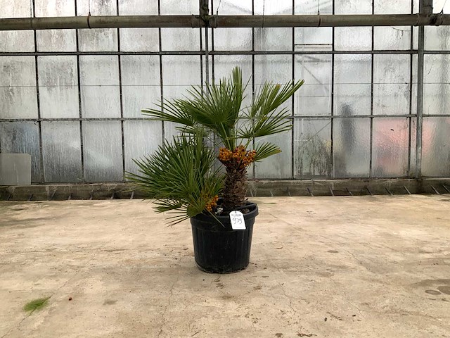 Palmboom meerstammig (chamaerops humilis) - afbeelding 1 van  1