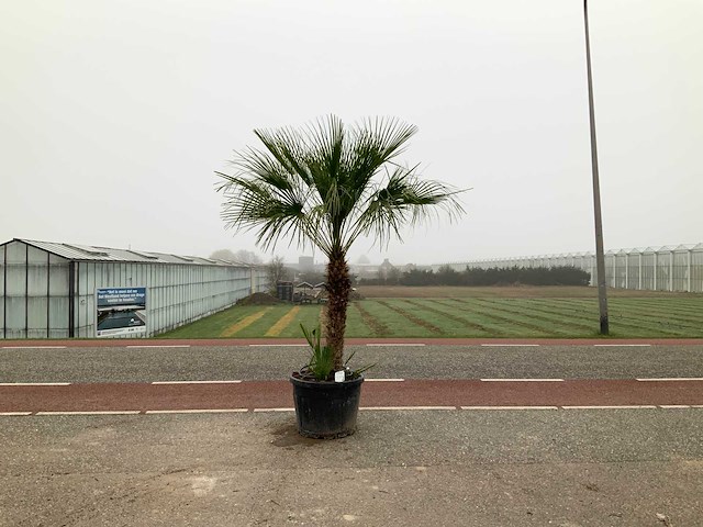Palmboom meerstammig (chamaerops humilis) - afbeelding 1 van  1