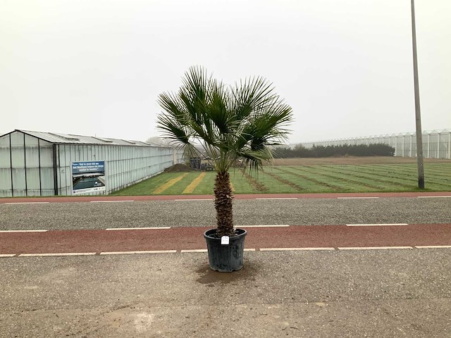 Palmboom meerstammig (chamaerops humilis) - afbeelding 1 van  1