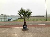 Palmboom meerstammig (chamaerops humilis) - afbeelding 1 van  1