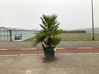 Palmboom meerstammig (chamaerops humilis) - afbeelding 1 van  1