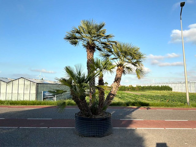 Palmboom meerstammig (chamaerops humilis) - afbeelding 1 van  1