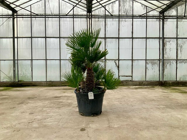 Palmboom meerstammig (chamaerops humilis) - afbeelding 1 van  1
