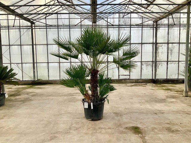 Palmboom meerstammig (chamaerops humilis) - afbeelding 1 van  1