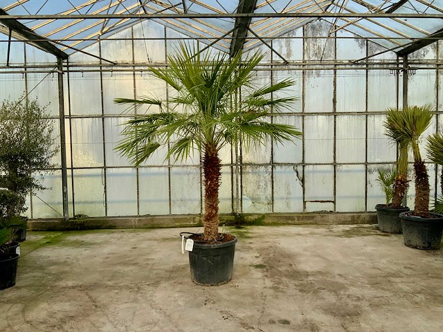 Palmboom meerstammig (chamaerops humilis) - afbeelding 1 van  1