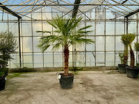 Palmboom meerstammig (chamaerops humilis) - afbeelding 1 van  1