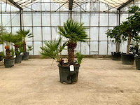 Palmboom meerstammig (chamaerops humilis) - afbeelding 1 van  1