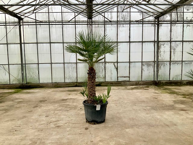 Palmboom meerstammig (chamaerops humilis) - afbeelding 1 van  1