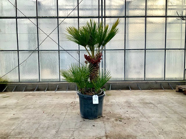 Palmboom meerstammig (chamaerops humilis) - afbeelding 1 van  1