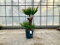 Palmboom meerstammig (chamaerops humilis) - afbeelding 1 van  1