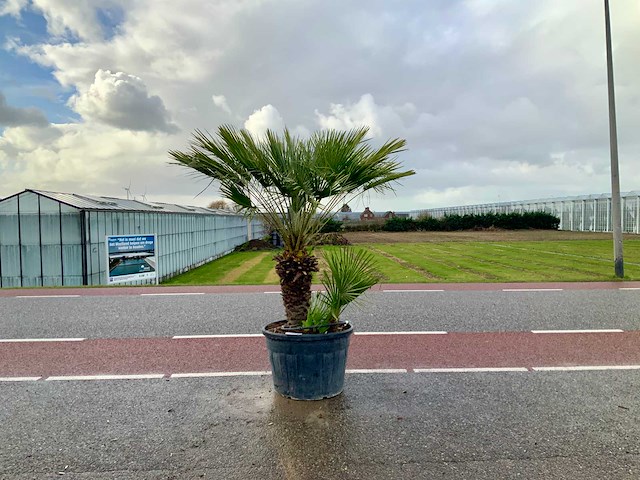 Palmboom meerstammig (chamaerops humilis) - afbeelding 1 van  1