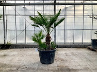 Palmboom meerstammig (chamaerops humilis) - afbeelding 1 van  1