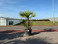 Palmboom meerstammig (chamaerops humilis) - afbeelding 1 van  1