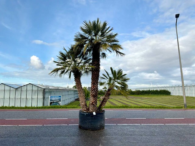Palmboom meerstammig (chamaerops humilis) - afbeelding 1 van  1