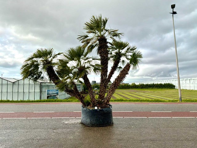 Palmboom meerstammig (chamaerops humilis) - afbeelding 1 van  1