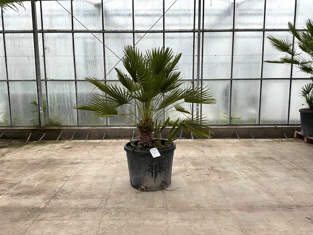 Palmboom meerstammig (chamaerops humilis) - afbeelding 1 van  1