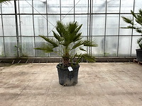 Palmboom meerstammig (chamaerops humilis) - afbeelding 1 van  1