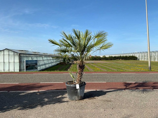 Palmboom meerstammig (chamaerops humilis) - afbeelding 1 van  1