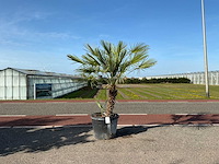 Palmboom meerstammig (chamaerops humilis) - afbeelding 1 van  1