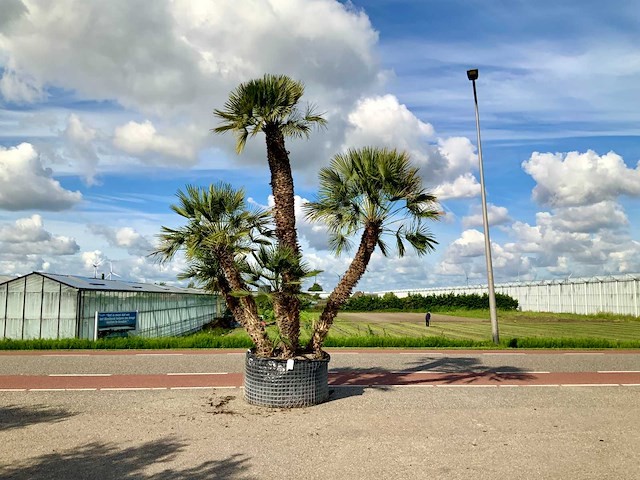 Palmboom meerstammig (chamaerops humilis) - afbeelding 1 van  1