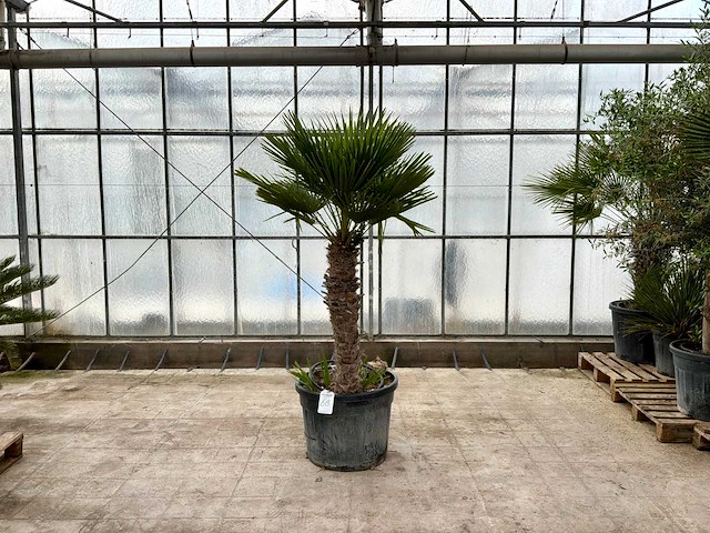 Palmboom meerstammig (chamaerops humilis) - afbeelding 1 van  1