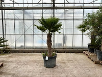 Palmboom meerstammig (chamaerops humilis) - afbeelding 1 van  1