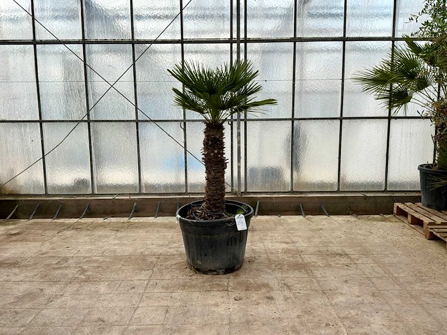 Palmboom meerstammig (chamaerops humilis) - afbeelding 1 van  1