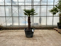 Palmboom meerstammig (chamaerops humilis) - afbeelding 1 van  1