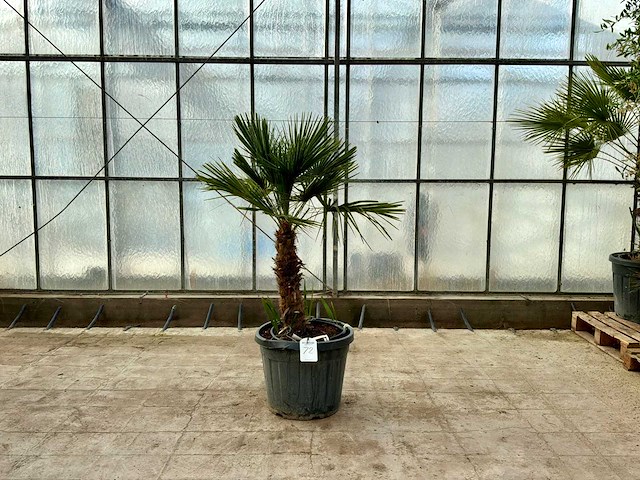 Palmboom meerstammig (chamaerops humilis) - afbeelding 1 van  1