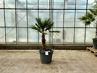 Palmboom meerstammig (chamaerops humilis) - afbeelding 1 van  1