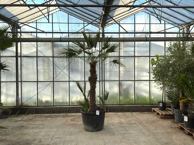Palmboom meerstammig (chamaerops humilis) - afbeelding 1 van  1