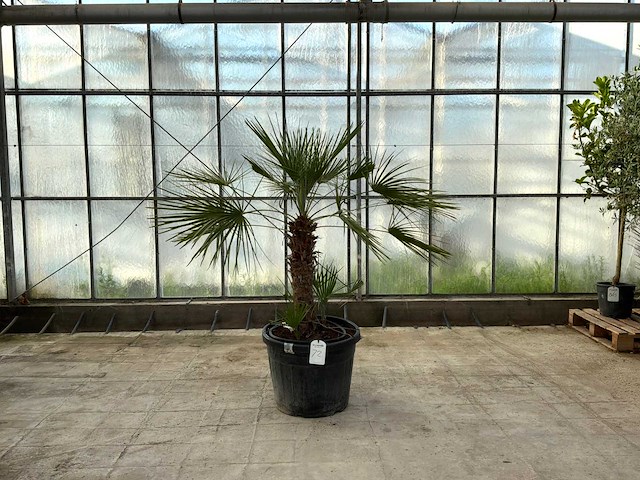 Palmboom meerstammig (chamaerops humilis) - afbeelding 1 van  1