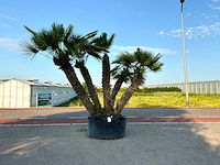 Palmboom meerstammig (chamaerops humilis) - afbeelding 1 van  1