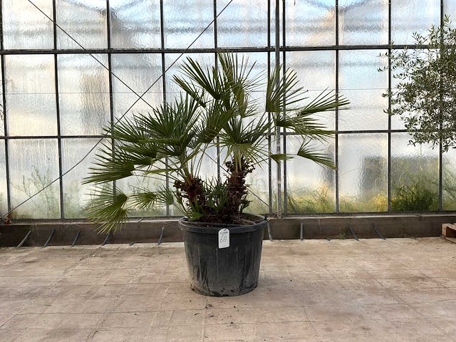 Palmboom meerstammig (chamaerops humilis) - afbeelding 1 van  1