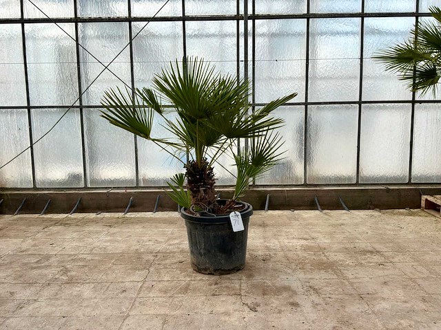 Palmboom meerstammig (chamaerops humilis) - afbeelding 1 van  1
