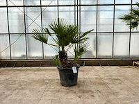 Palmboom meerstammig (chamaerops humilis) - afbeelding 1 van  1