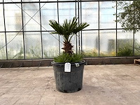 Palmboom meerstammig (chamaerops humilis) - afbeelding 1 van  1