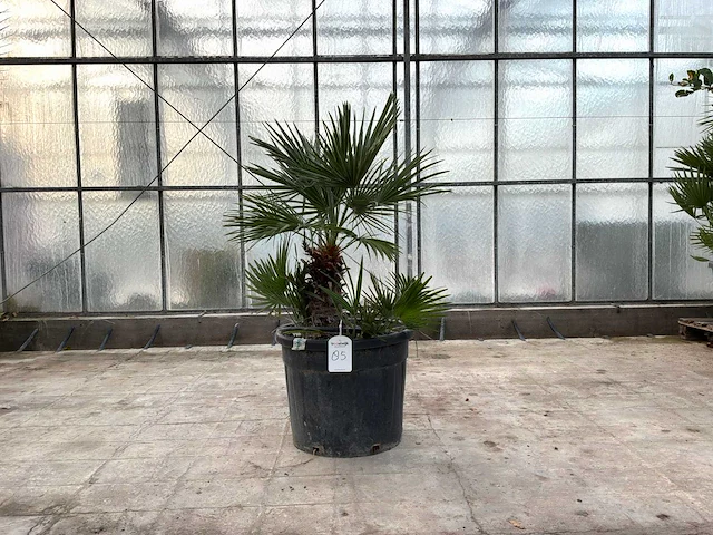 Palmboom meerstammig (chamaerops humilis) - afbeelding 1 van  1